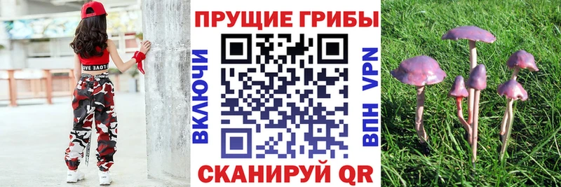 маркетплейс клад  Пошехонье  Галлюциногенные грибы Cubensis 